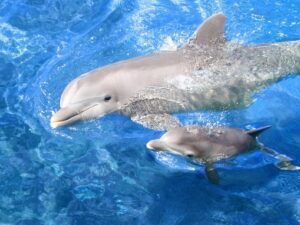 Мамаша дельфин с сыночком фото